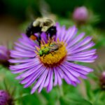 New England aster